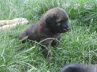 BBrouge dans l'herbe